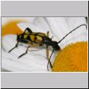 Leptura maculata - Gefleckter Schmalbock 06.jpg